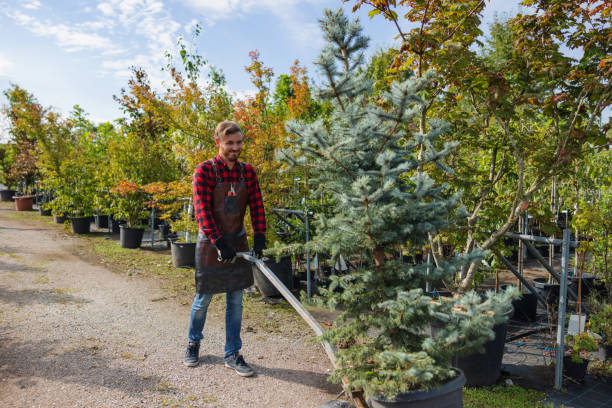 Reliable West Blocton, AL Tree Service Solutions